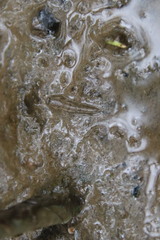 Periophthalmus modestus