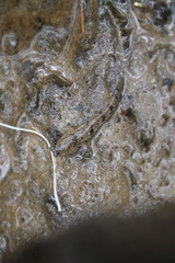 Periophthalmus modestus