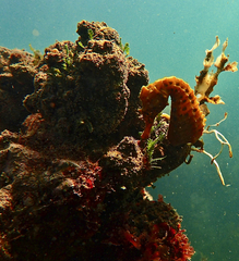 Hippocampus abdominalis