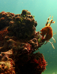 Hippocampus abdominalis