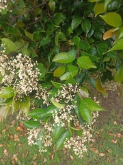 Ligustrum japonicum