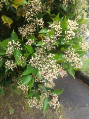 Ligustrum japonicum