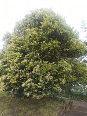 Ligustrum japonicum