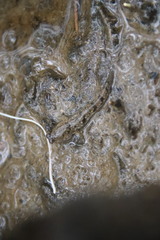 Periophthalmus modestus