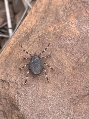 Hyalomma