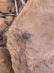 Hyalomma