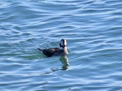 Clangula hyemalis