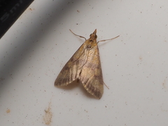 Pyrausta sanguinalis