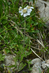 Achillea atrata
