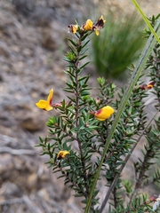Pultenaea juniperina