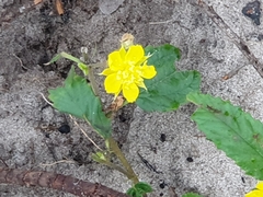 Corchorus asplenifolius