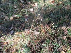 Bupleurum scorzonerifolium