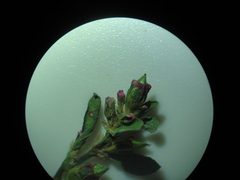 Polygonum aviculare