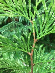 Thuja occidentalis