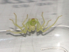 Olios