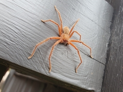 Neosparassus diana