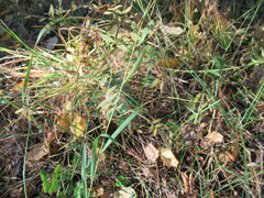 Bupleurum scorzonerifolium