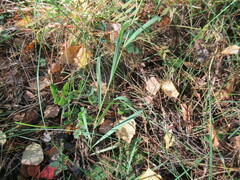 Bupleurum scorzonerifolium