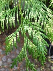 Thuja occidentalis