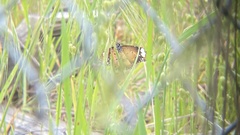 Danaus petilia
