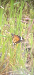 Danaus petilia
