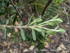 Pimelea cinerea