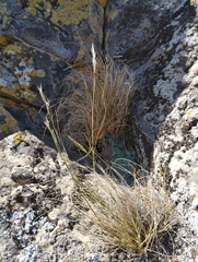 Rytidosperma tenuius