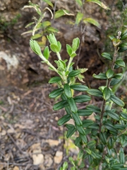 Pimelea cinerea