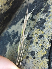 Rytidosperma tenuius