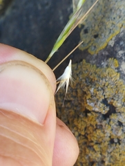 Rytidosperma tenuius