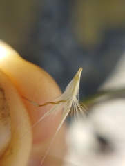 Rytidosperma tenuius