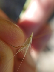 Rytidosperma tenuius