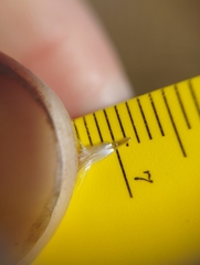 Rytidosperma tenuius