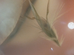 Rytidosperma tenuius