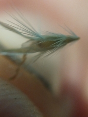 Rytidosperma tenuius