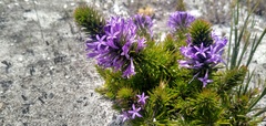 Merciera azurea