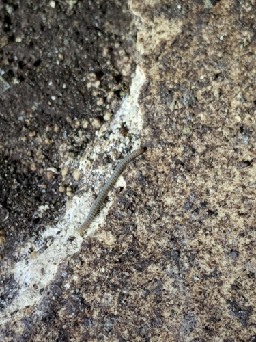 Cambala speobia