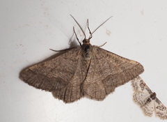 Isturgia murinaria