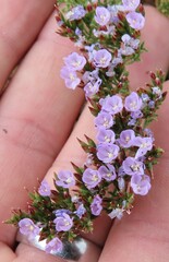 Limonium scabrum