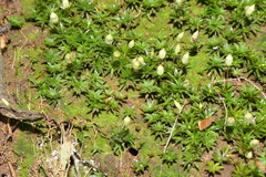 Pogonatum aloides