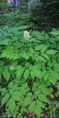 Actaea erythrocarpa