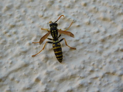 Polistes gallicus