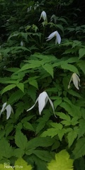 Clematis alpina sibirica