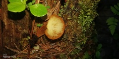 Kuehneromyces lignicola