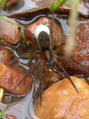 Nilus