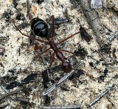 Camponotus johnclarki