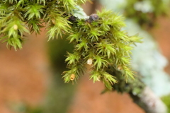 Lewinskya striata