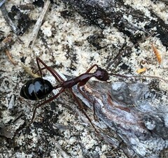 Camponotus johnclarki