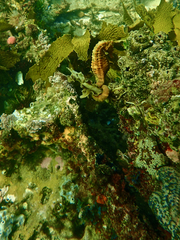 Hippocampus abdominalis