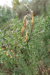 Adenocarpus hispanicus